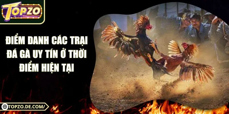 Điểm Danh Các Trại Đá Gà Uy Tín Ở Thời Điểm Hiện Tại