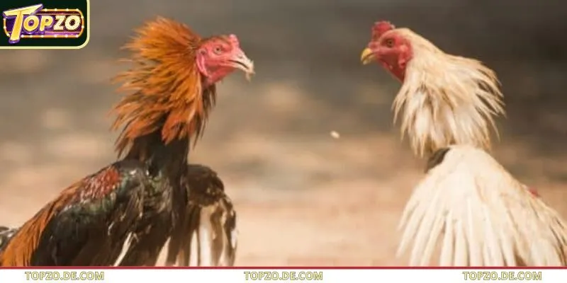 Cửa hòa BDD tại Topzo có tỷ lệ trả thưởng cực lớn